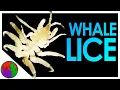 What Lives on a Whale Whale Lice