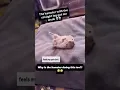 Download Lagu His Hamster Knew 😭🐹