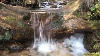 masteran kunti dengan percikan air jernih di jamin cepat masuk 100 