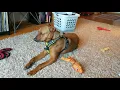 Mars the German Shepherd American Staffordshire Terrier Boxer Chihuahua mix