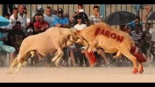 الطارف  لقاء وطني لهواة مناطحة الكباش ببلدية عصفور دندنها