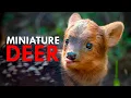 Download Lagu The Pudu: Meet The World's Smallest Deer