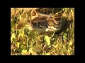 Florida trains Python Patrol