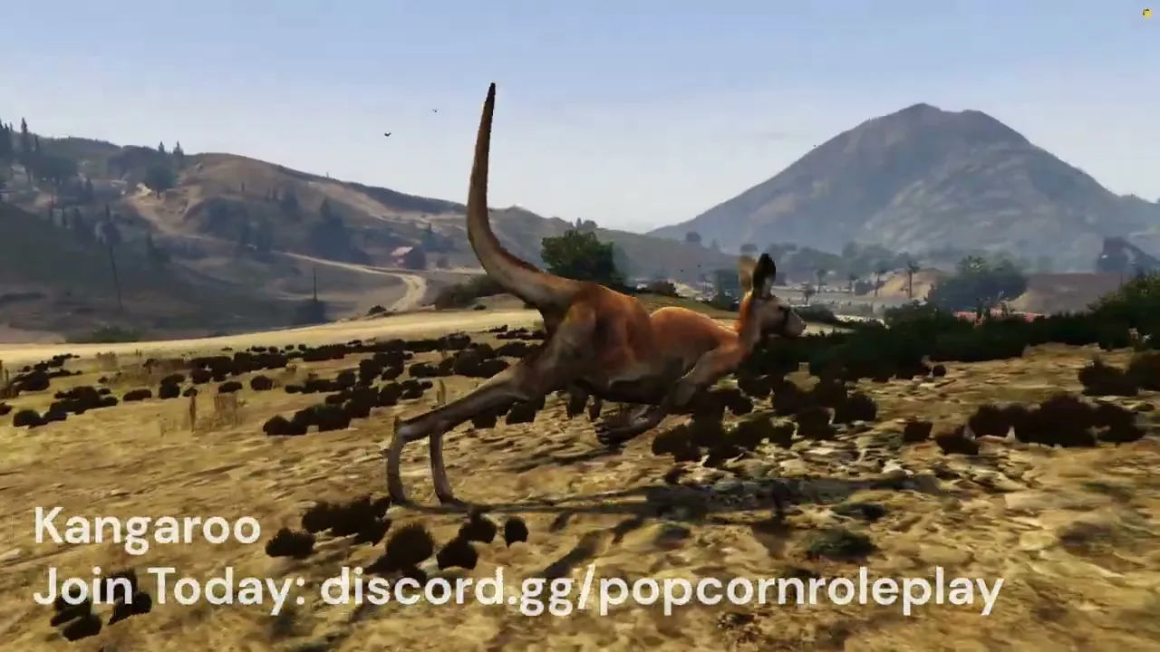 Kangaroo