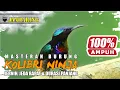 Download Lagu MASTERAN BURUNG KOLIBRI NINJA || AMPUH 100% KONIN GACOR JEDA RAPAT DAN DURASI PANJANG