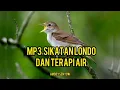 Download Lagu #Mp3 #masteran #sikatanlondo + terapi air ampuh merelaksasi burung anda