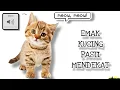 Download Lagu Ampuh .. SUARA ANAK KUCING MEMANGGIL IBUNYA asli I SUARA KUCING