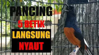 Download COBA Pancingan Ini, AMPUH untuk PANCINGAN Murai Batu Agar BUNYI GACOR MP3