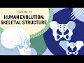 Human Evolution Skeletal Structure
