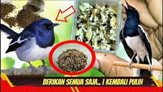 Download SEGERA LAKUKAN HAL SERIUS UNTUK KACER BEGINI! Perwatan Kacer Loyo | #fikatube MP3