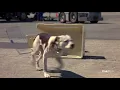 Download Lagu Trailer | HOMEWARD BOUND II  LOST IN SAN FRANCISCO | Starzplay
