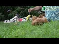 Friendly Cavapoo Puppies