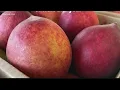 Musella Georgia orchard opens peach shed as season begins