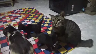 hujan petir dirumah kebun kucing tidur berkumpul