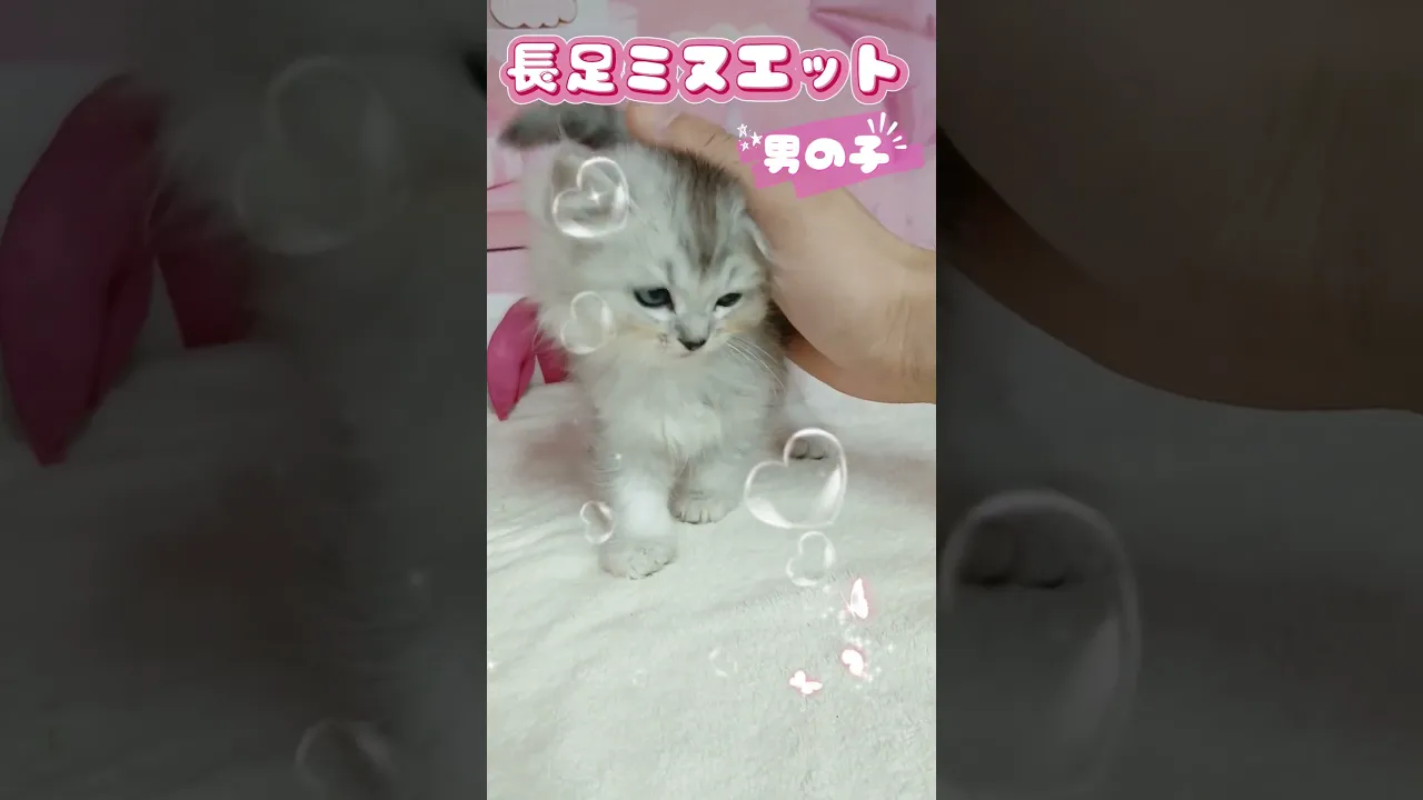 動画