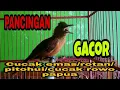 Download Lagu Suara Pancingan Alami Cucak Emas/Cucak Rotan/Pantai/Pitohui/cucak Rowo Papua gacor