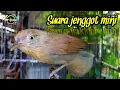 Download Lagu Jenggot Mini Gacor Pancingan Ampuh