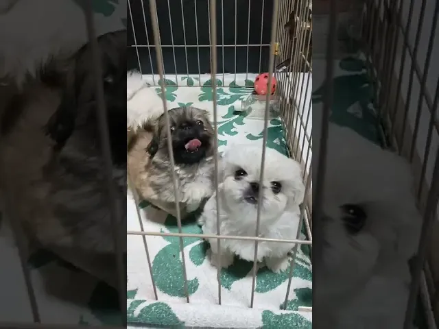 動画