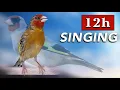 Goldfinch Mule Singing 100 Goldfinch Song
