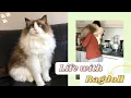 Download Lagu Ragdoll Cat Breed - Owning a Ragdoll Cat | Life with Ragdoll Kitten | Ragdoll Kittens