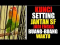 BEGINI KUNCI SETTINGAN LOVEBIRD JANTAN SINGLE FIGHTER