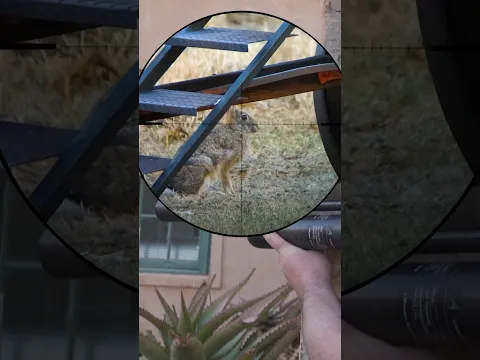 Hare Hunting with the FX Impact!
