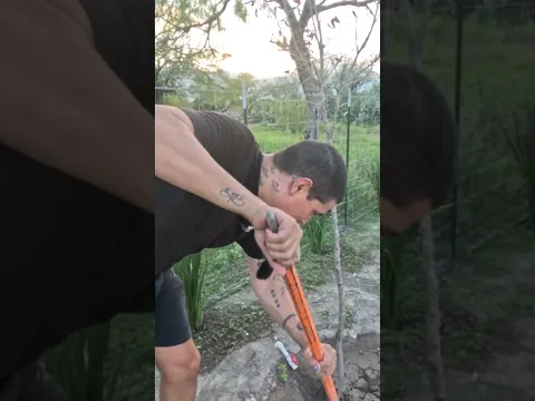 Nos ahorramos 5 años con este arbol