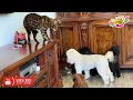 Download Lagu Leopold the cat took up the education of Rysia  the cat. Кот Леопольд занялся воспитанием кошки Рыси
