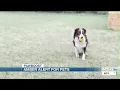 Digital options to help you locate a lost pet