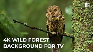4K Forest Wild Sounds 4K Forest Relaxation Film Forest Wildlife Animals ScreenSaver 