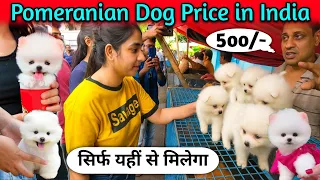 Pomeranian Dog Price in India | White Teacup Pomeranian Dog price | puppy information video hindi
