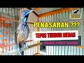PENASARAN !!! tepus tunggir merah gacor YANG JADI INCARAN PARA KICAUMANIA NAMUN MASIH LANGKA