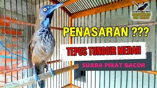 penasaran tepus tunggir merah gacor yang jadi incaran para kicaumania namun masih langka