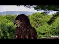 Download Lagu Trempealeau Eagles Live Stream