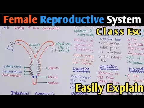 Download MP3 Female Reproductive System | Fallopian Tube | Uterus | Oogenesis | Class 12 Biology