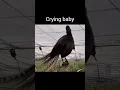 Download Lagu Burung Lyrebird menirukan suara #viralvideo #youtubeshorts