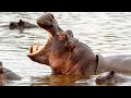 Biggest Hippopotamus In The World
