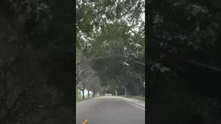 Mystical Tree Tunnel Road Nature S Canopy Of Tall Trees Naturelovers Trees Treescape 