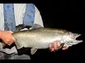 Salmon Update Subcaptioned - NDGNF