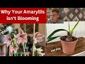 Why My Amaryllis isn t Blooming - Top 3 Reasons ReBlooming Tips