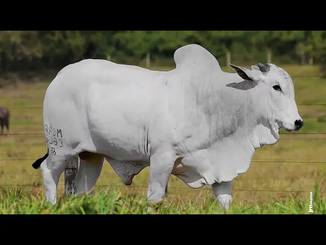 Touro Nelore AFOM - 5393