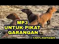Lagu Suara pikat Garangan Ampuh 100% langsung nongol.