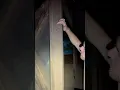 How FAST Are HUNTSMAN SPIDERS