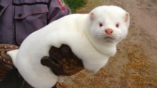 You’ll Be Crying With Laughter Watching These Adorable Baby Animals 🤣