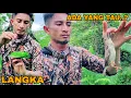 Download Lagu NIAT AMBIL CAMERA TRAP DIHUTAN MALAH DAPAT BANYAK BURUNG