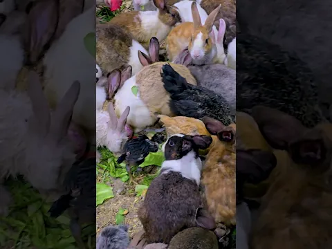 تربية الأرانب في البيت البحرين العكر الغربي