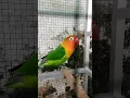 Download Lagu Pancingan untuk lovebird macet bunyi