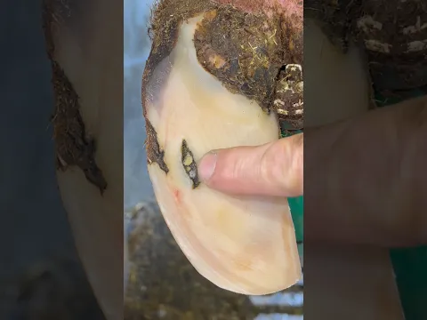 These rocks punched through….