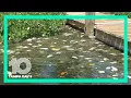 Red tide levels in Tampa Bay at their worst in decades
