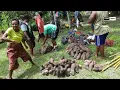 Download Lagu Tradisi Panen dan Pembagian Dioscorea alata di Sentani
